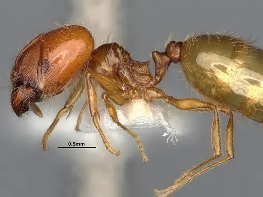 Pheidole yaqui - CASENT4031427