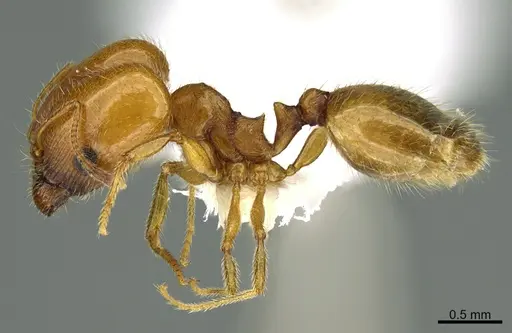 Pheidole yaqui - CASENT8368290