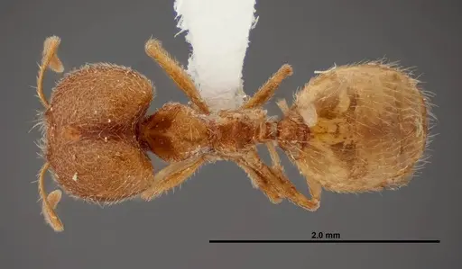 Pheidole yaqui - FMNHINS0000062692