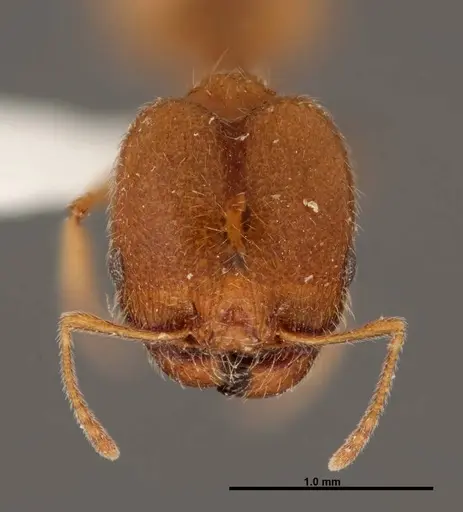 Pheidole yaqui - FMNHINS0000062692
