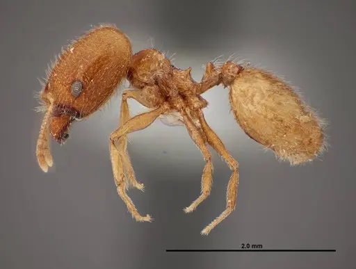 Pheidole yaqui - FMNHINS0000062692