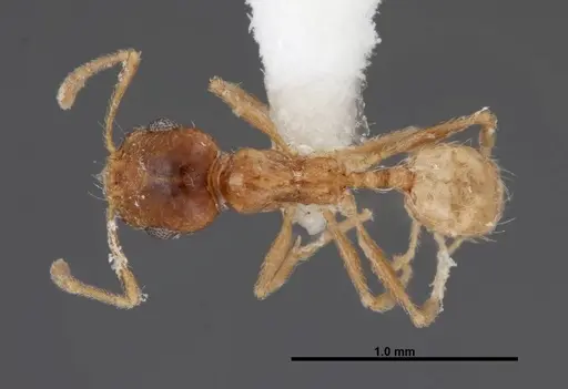 Pheidole yaqui - FMNHINS0000062793