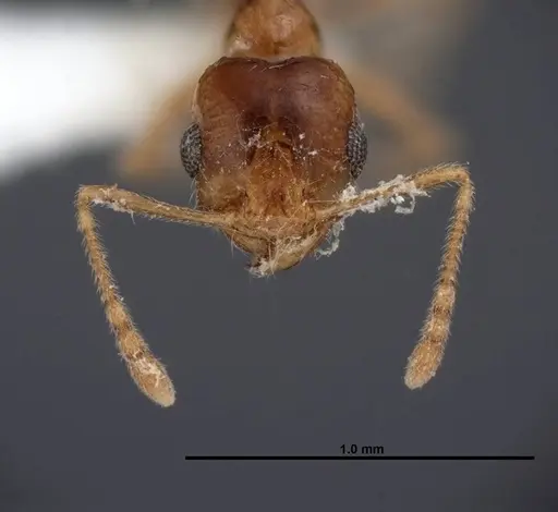 Pheidole yaqui - FMNHINS0000062793
