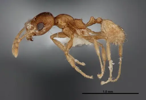 Pheidole yaqui - FMNHINS0000062793