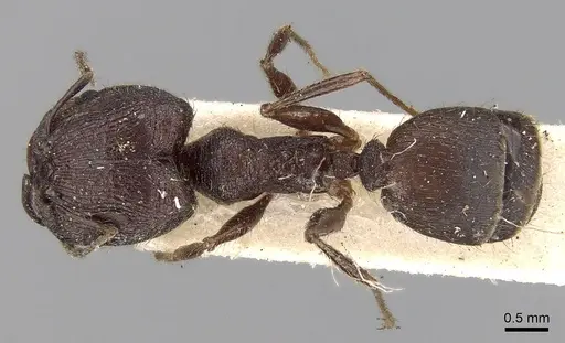 Pheidole yeensis specimen