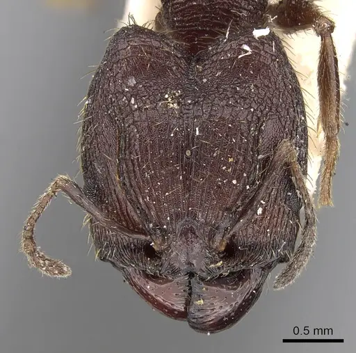 Pheidole yeensis specimen