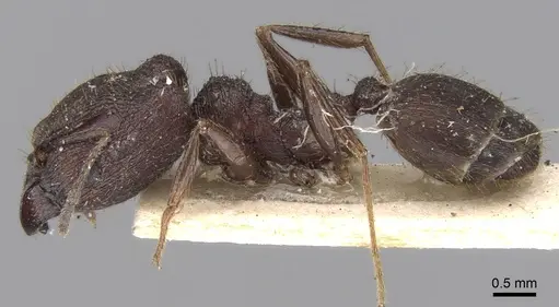 Pheidole yeensis specimen