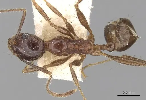 Pheidole yeensis - CASENT0281657