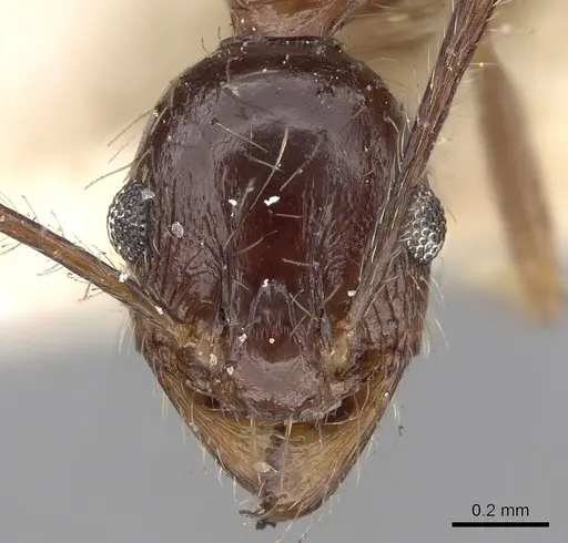 Pheidole yeensis - CASENT0281657