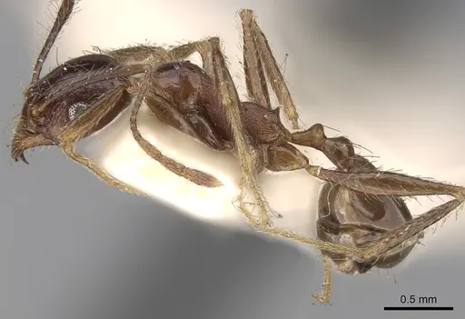 Pheidole yeensis - CASENT0281657