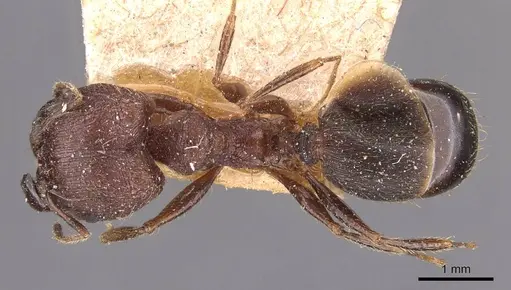 Pheidole yeensis - CASENT0907965