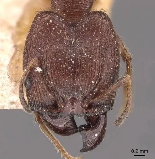 Pheidole yeensis - CASENT0907965