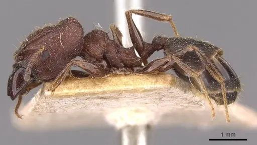 Pheidole yeensis - CASENT0907965