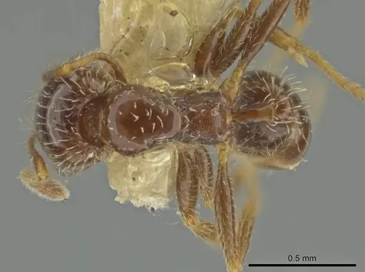 Pheidole yucatana specimen