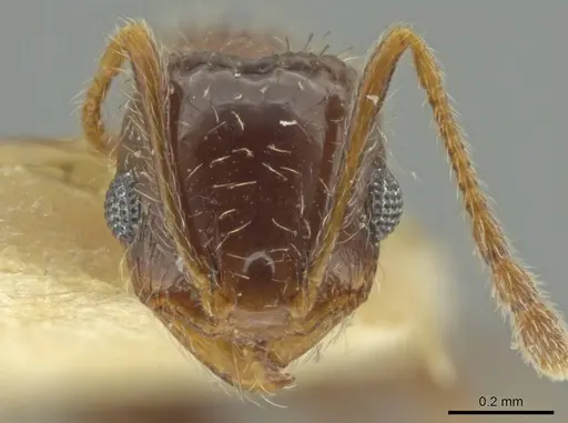 Pheidole yucatana specimen