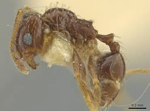 Pheidole yucatana specimen