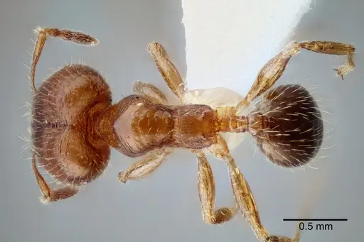 Pheidole yucatana - CASENT0649700