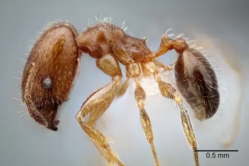 Pheidole yucatana - CASENT0649700