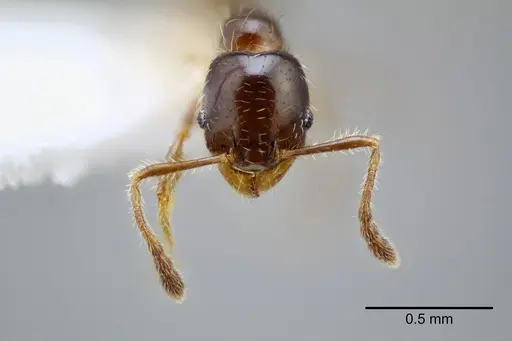 Pheidole yucatana - CASENT0649701
