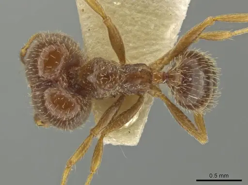 Pheidole yucatana - JTLC000016579