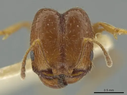 Pheidole yucatana - JTLC000016579