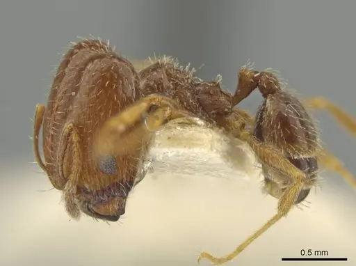 Pheidole yucatana - JTLC000016579
