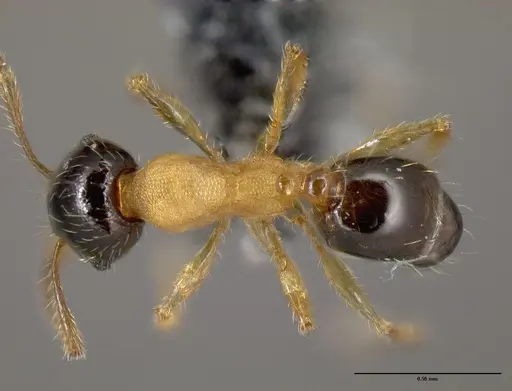 Pheidole zannia specimen