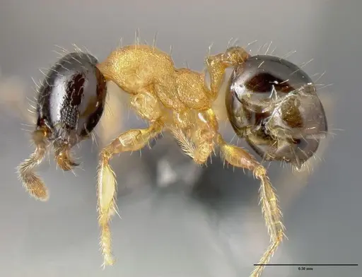 Pheidole zannia specimen