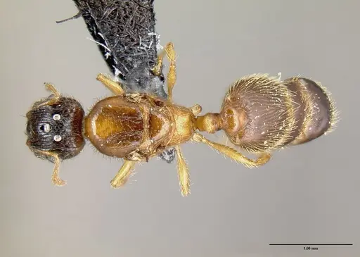 Pheidole zannia - CASENT0615630