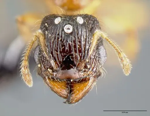 Pheidole zannia - CASENT0615630