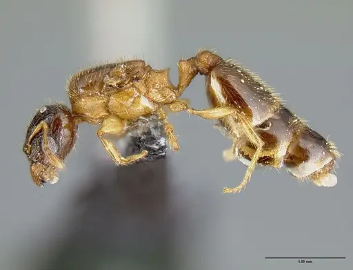 Pheidole zannia - CASENT0615630