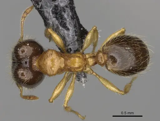 Pheidole zannia - CASENT0615634