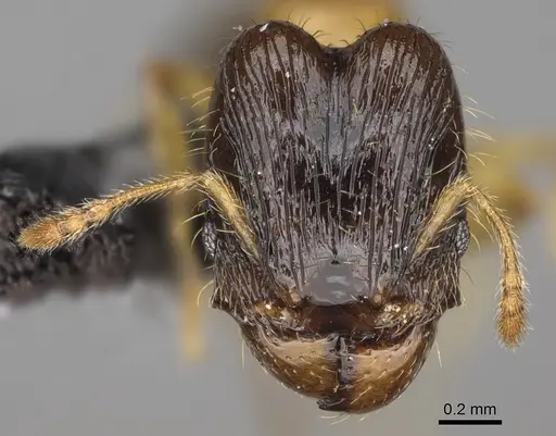 Pheidole zannia - CASENT0615634