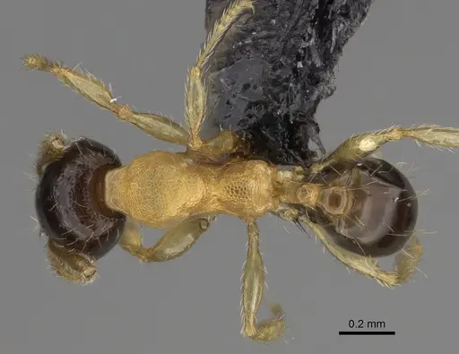 Pheidole zannia - CASENT0635834