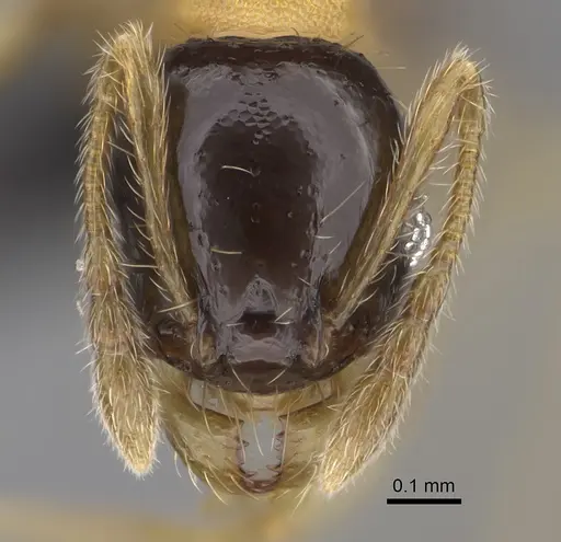 Pheidole zannia - CASENT0635834