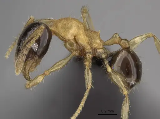 Pheidole zannia - CASENT0635834