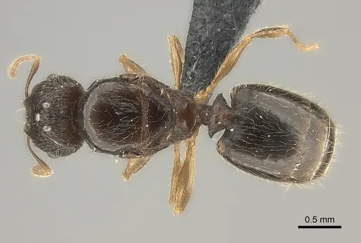 Pheidole zavamanira specimen