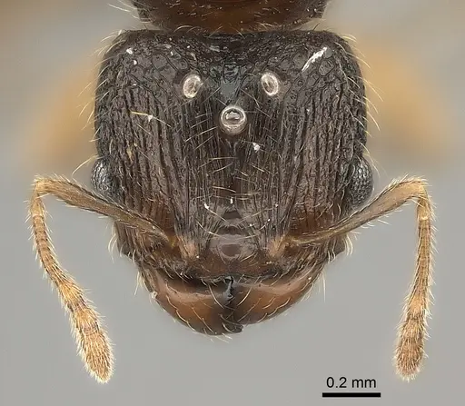 Pheidole zavamanira specimen