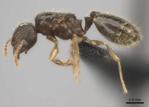 Pheidole zavamanira specimen