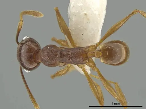 Pheidole zelata specimen
