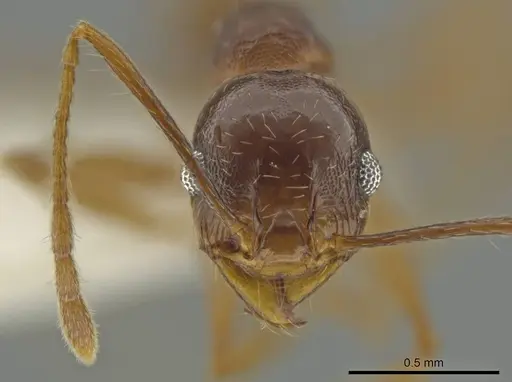 Pheidole zelata specimen