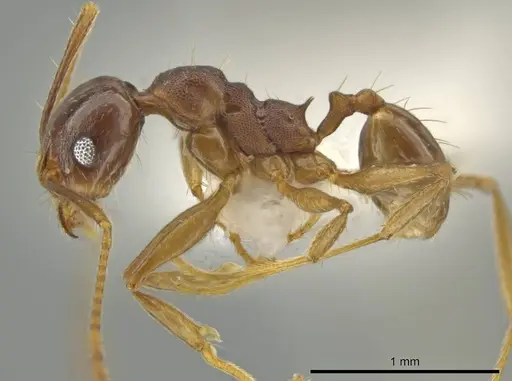 Pheidole zelata specimen