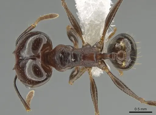Pheidole zelata - CASENT0650116
