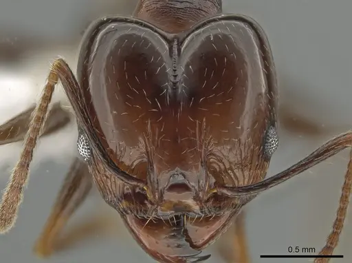 Pheidole zelata - CASENT0650116