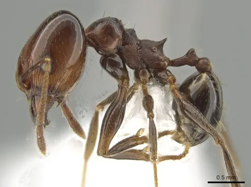Pheidole zelata - CASENT0650116