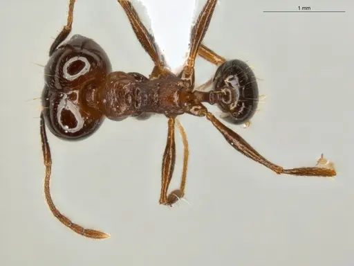 Pheidole zelata - ECOFOG-IT14-0435-59-S