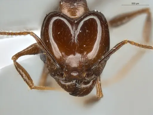 Pheidole zelata - ECOFOG-IT14-0435-59-S