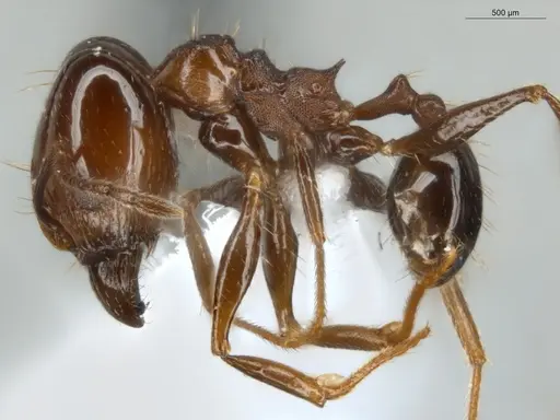 Pheidole zelata - ECOFOG-IT14-0435-59-S