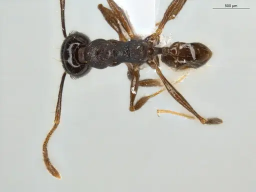 Pheidole zelata - ECOFOG-IT14-0435-59