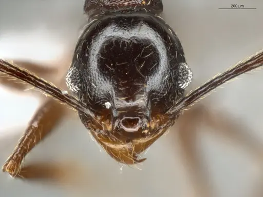 Pheidole zelata - ECOFOG-IT14-0435-59